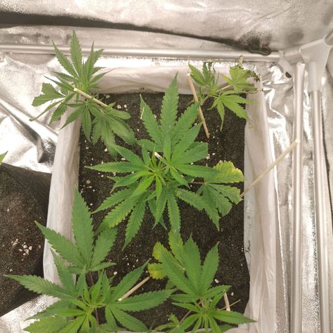 White Widow Auto (1) growlog photo: Stecklinge wieder erholt.
Versuch auf 25-30cm