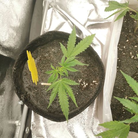 White Widow Auto (1) growlog photo: Stecklinge wieder erholt.
Versuch auf 25-30cm