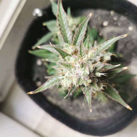 White Widow Auto (1) growlog timeline photo