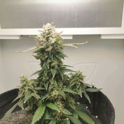 White Widow Auto (1) growlog timeline photo