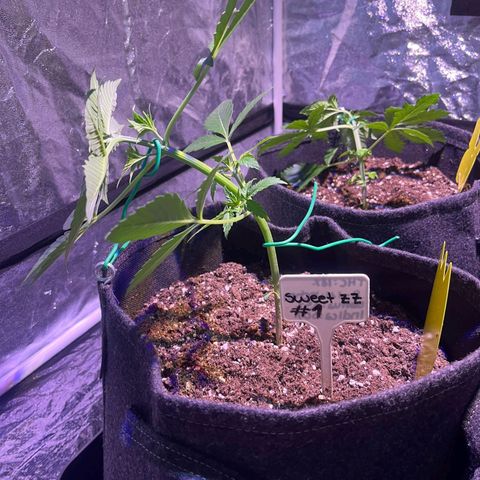 Sweet ZZ Automatic growlog timeline photo