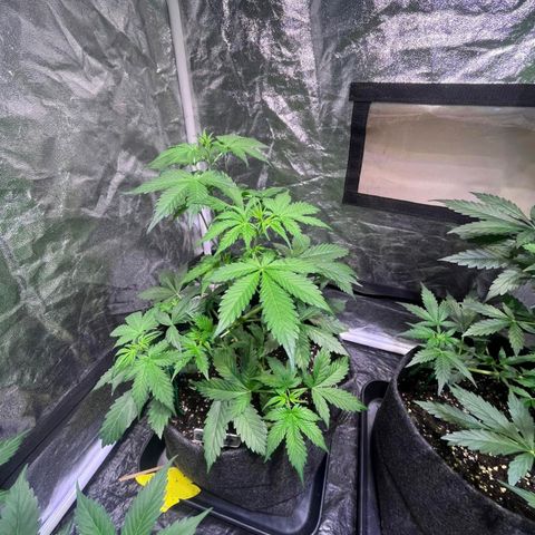 Sweet ZZ Automatic growlog timeline photo