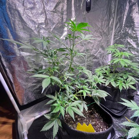 Sweet ZZ Automatic growlog timeline photo