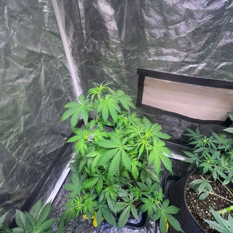Sweet ZZ Automatic growlog timeline photo