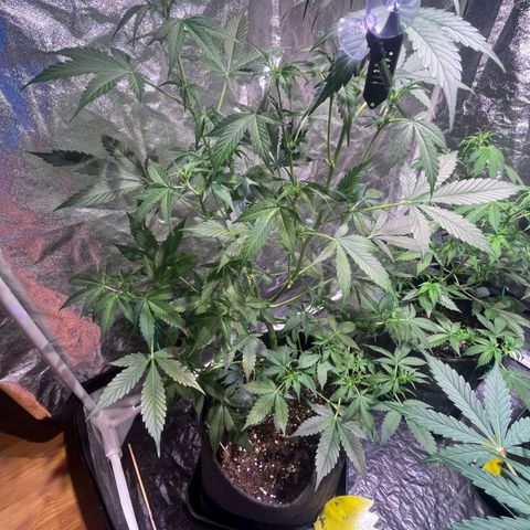 Sweet ZZ Automatic growlog timeline photo