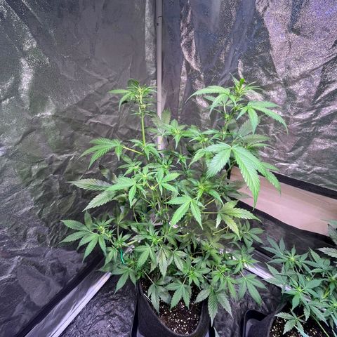 Sweet ZZ Automatic growlog timeline photo