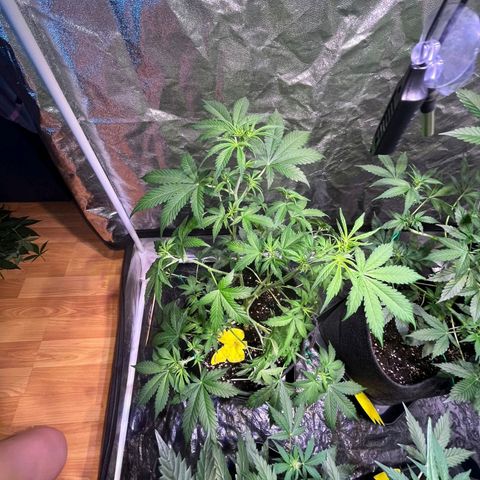 Sweet ZZ Automatic growlog timeline photo