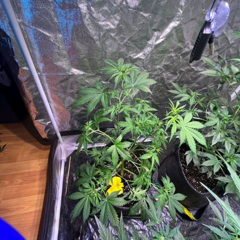 Sweet ZZ Automatic growlog timeline photo