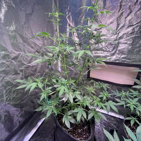 Sweet ZZ Automatic growlog timeline photo