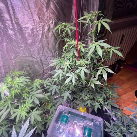 Sweet ZZ Automatic growlog timeline photo