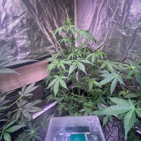 Sweet ZZ Automatic growlog timeline photo