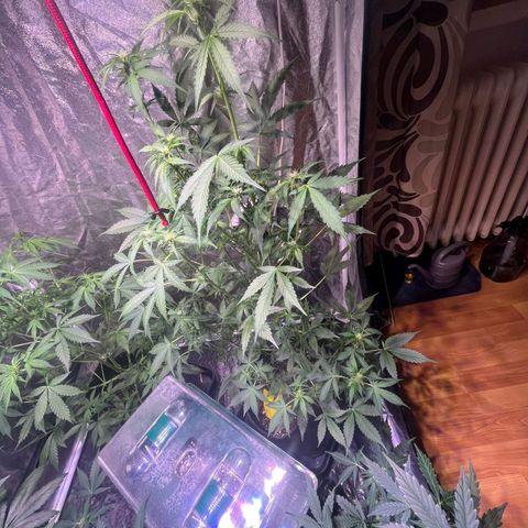 Sweet ZZ Automatic growlog timeline photo
