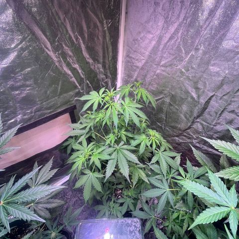 Sweet ZZ Automatic growlog timeline photo