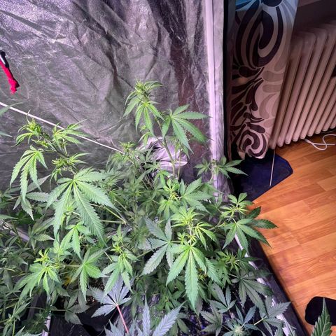 Sweet ZZ Automatic growlog timeline photo