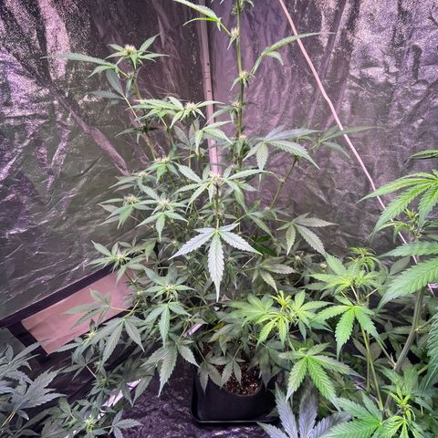 Sweet ZZ Automatic growlog timeline photo