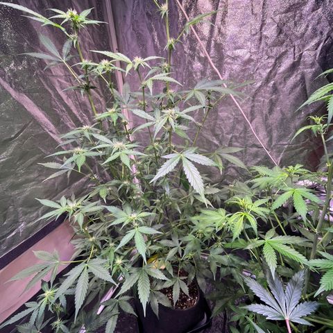 Sweet ZZ Automatic growlog timeline photo