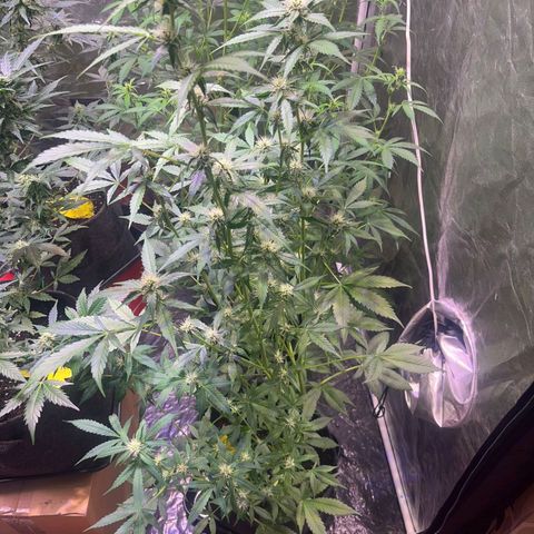 Sweet ZZ Automatic growlog timeline photo