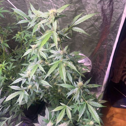 Sweet ZZ Automatic growlog timeline photo