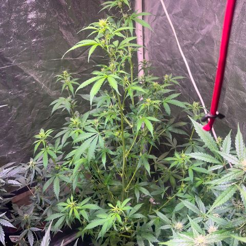 Sweet ZZ Automatic growlog timeline photo