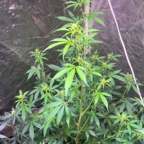 Sweet ZZ Automatic growlog timeline photo