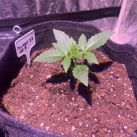 Sweet ZZ Automatic growlog timeline photo