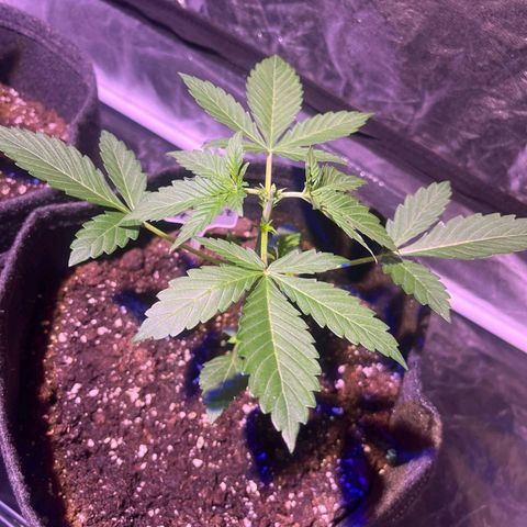 Sweet ZZ Automatic growlog timeline photo