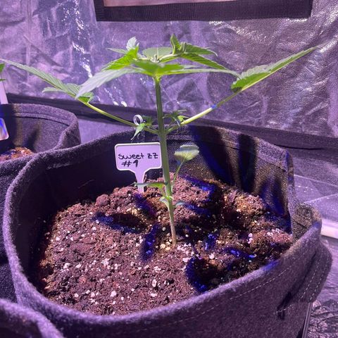 Sweet ZZ Automatic growlog timeline photo