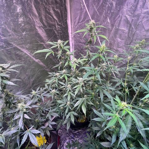 Sweet ZZ Automatic growlog photo: Sweet-ZZ #1