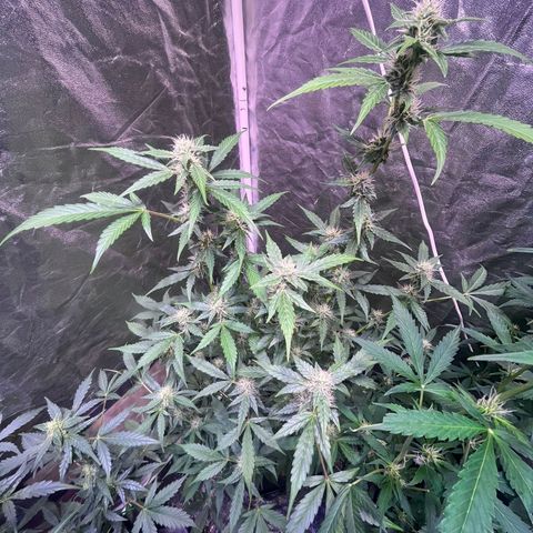 Sweet ZZ Automatic growlog photo: Sweet-ZZ #1