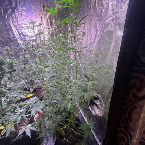 Sweet ZZ Automatic growlog photo: Sweet-ZZ #2