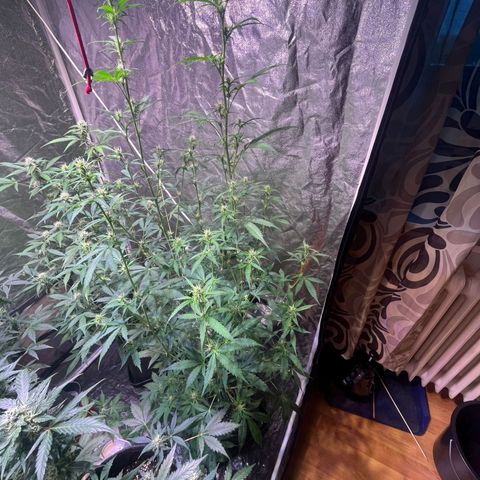 Sweet ZZ Automatic growlog photo: Sweet-ZZ #2