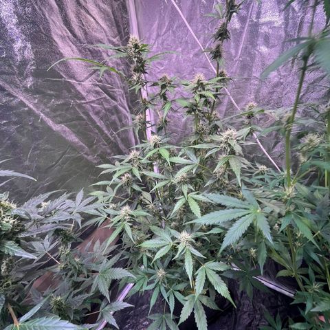 Sweet ZZ Automatic growlog photo: SZZ #1