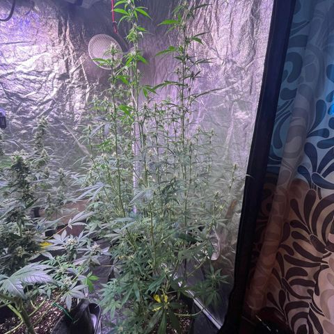 Sweet ZZ Automatic growlog photo: SZZ#2