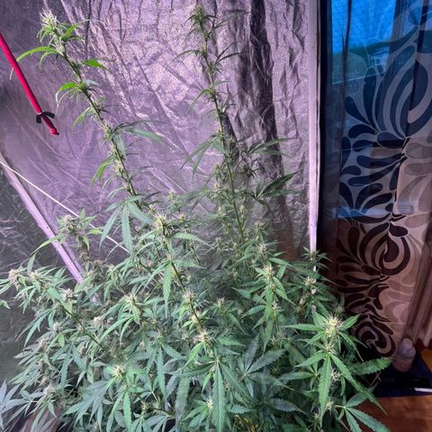 Sweet ZZ Automatic growlog photo: SZZ#2