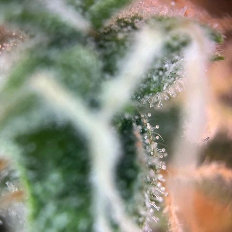 Sweet ZZ Automatic growlog photo: Szz#1 