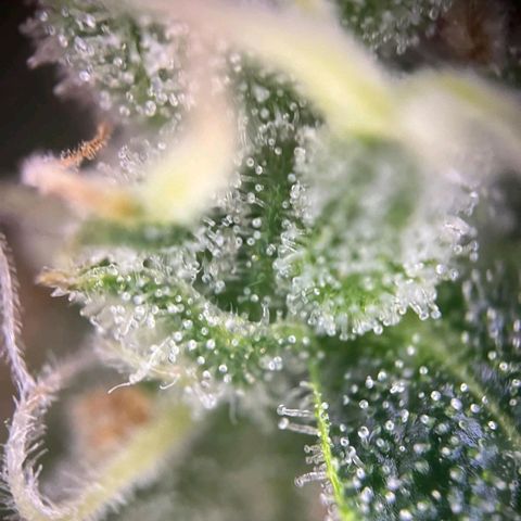 Sweet ZZ Automatic growlog photo: Szz#1 