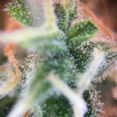 Sweet ZZ Automatic growlog photo: Szz#1 