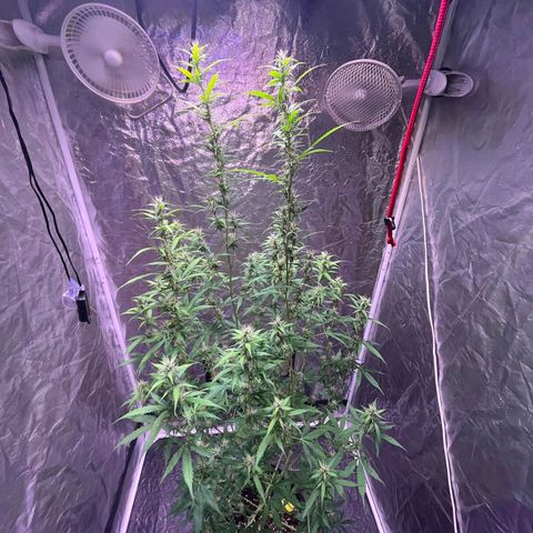 Sweet ZZ Automatic growlog photo: Szz#2