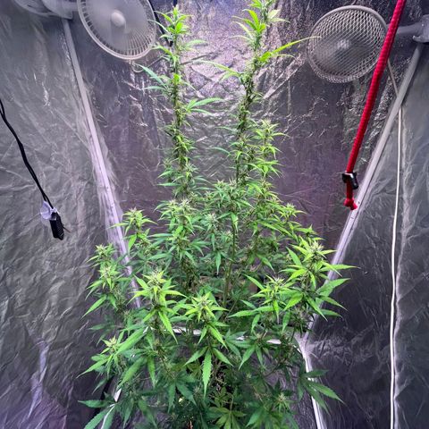 Sweet ZZ Automatic growlog photo: Szz#2