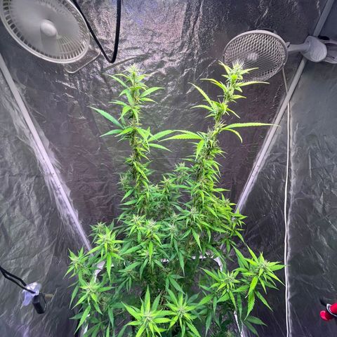Sweet ZZ Automatic growlog photo: Szz#2