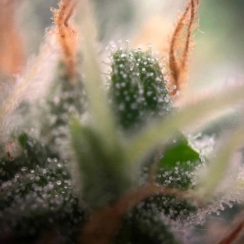Sweet ZZ Automatic growlog photo: Szz#1