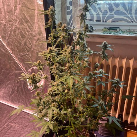 Sweet ZZ Automatic growlog photo: Szz#1