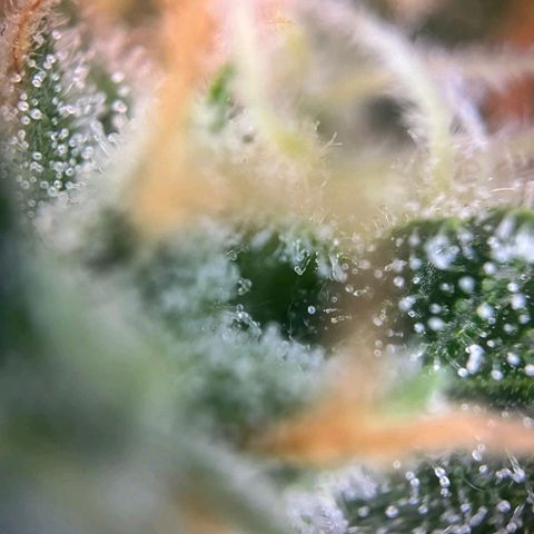 Sweet ZZ Automatic growlog photo: Szz#1
