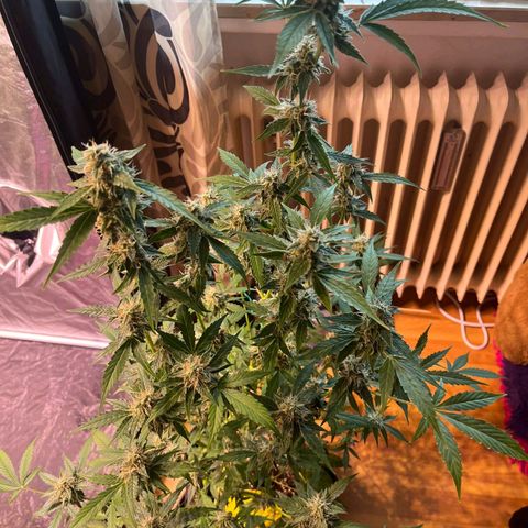Sweet ZZ Automatic growlog photo: Szz#1