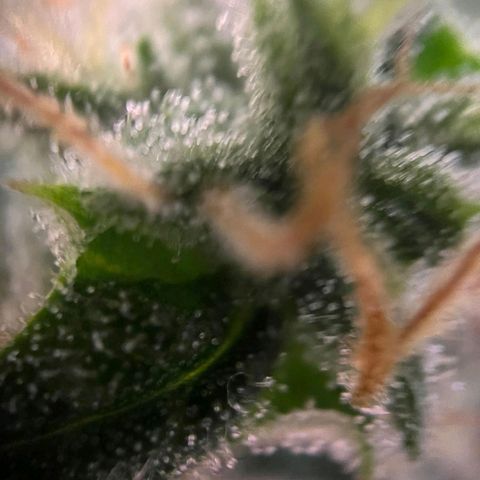 Sweet ZZ Automatic growlog photo: Szz#1