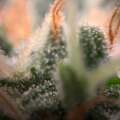 Sweet ZZ Automatic growlog photo: Szz#1