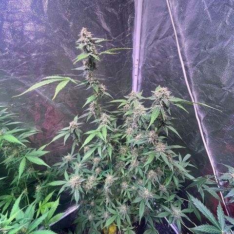 Sweet ZZ Automatic growlog photo: Szz#1 