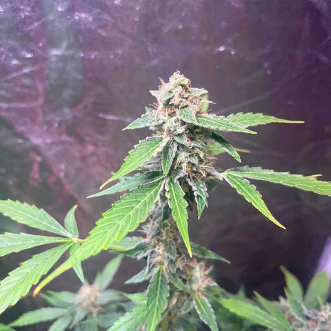 Sweet ZZ Automatic growlog photo: Szz#1 