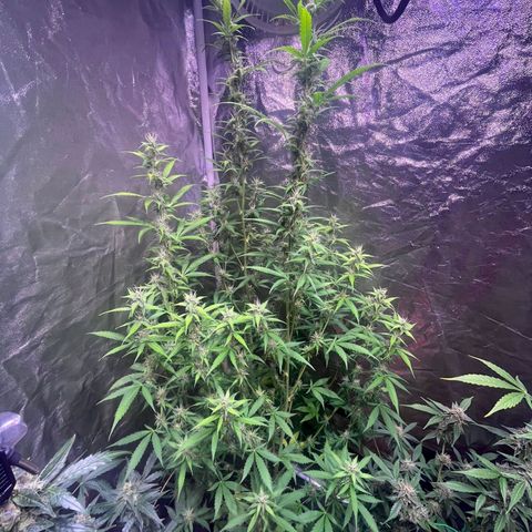 Sweet ZZ Automatic growlog photo: Szz#2