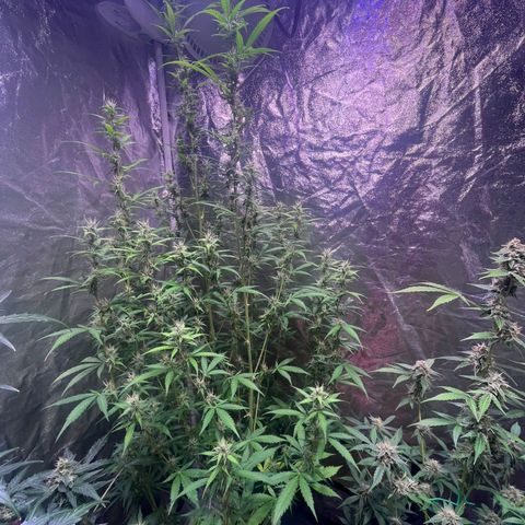 Sweet ZZ Automatic growlog photo: Szz#2